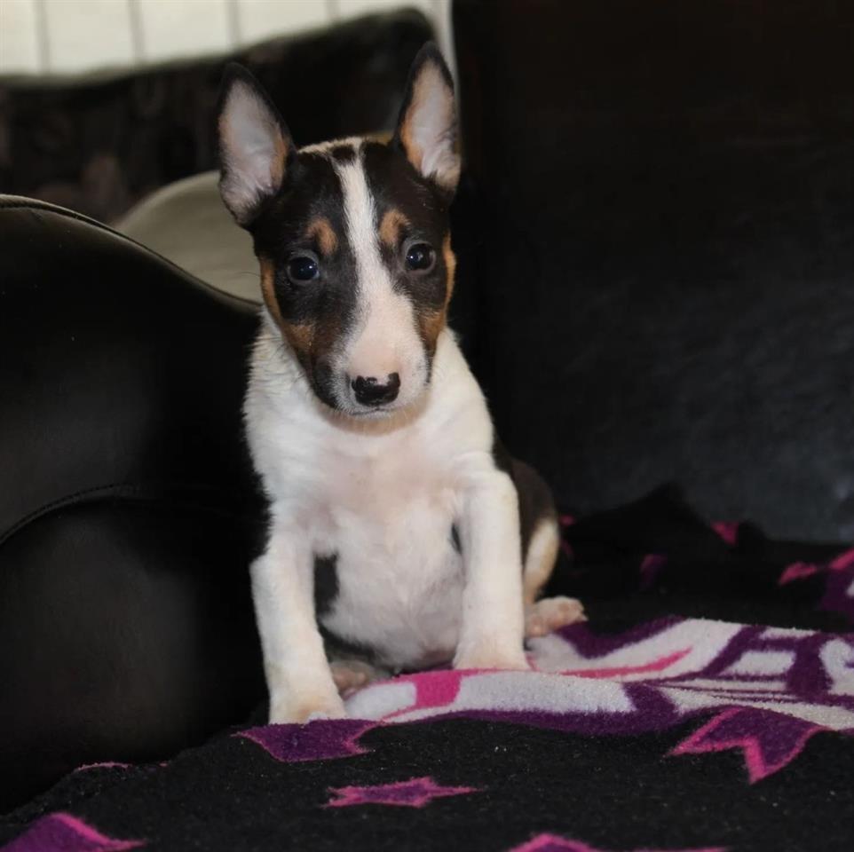 Mini-bull-terijer