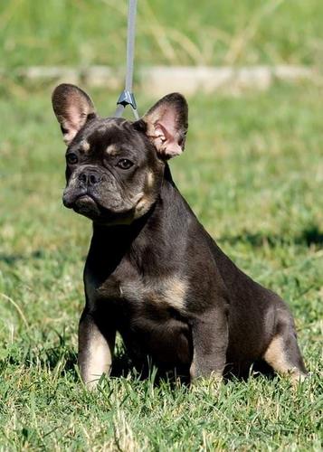 Francuski buldog zensko stene