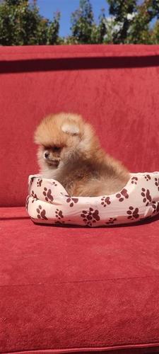 Dostupni prelepi štenci pomeranaca