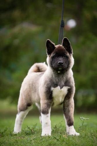 Americka Akita