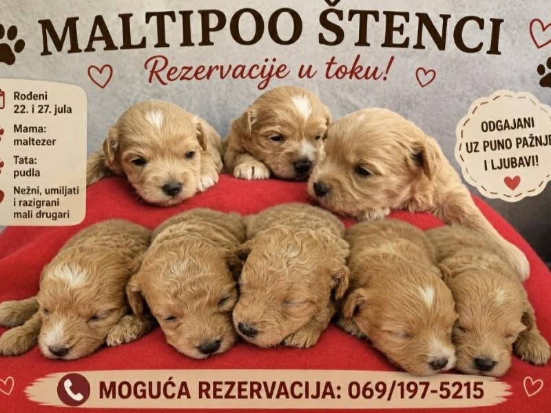Maltipoo-štenci--prelepe-bebe