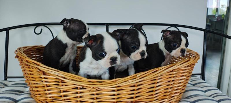 Boston-terrier-stenci