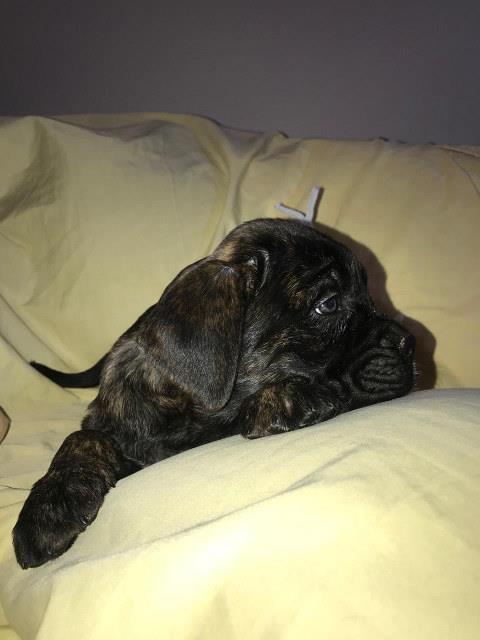 CANE-CORSO---extra-ponuda