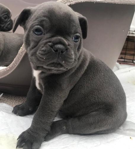 Francuski buldog dostupan za prodaju