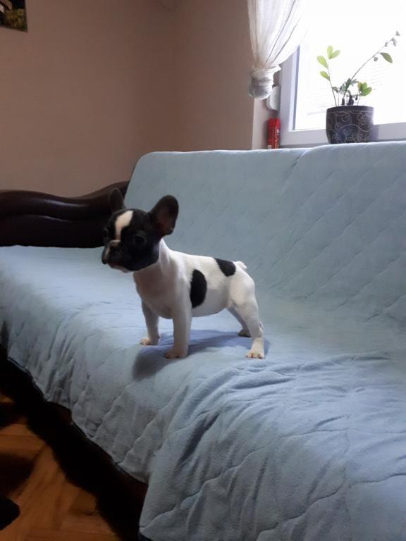 Francuski-buldog-stenad