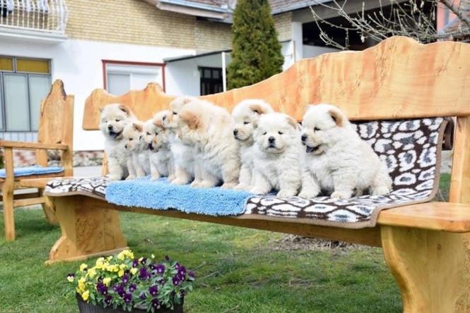 Chow chow-cau cau
