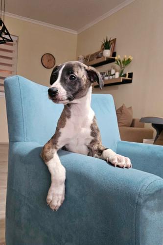 Persijski hrt saluki štenci