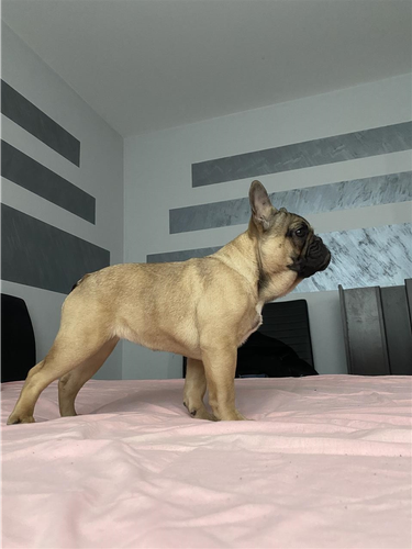 Francuski buldog štene