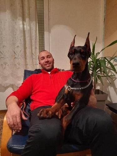 Doberman stenci