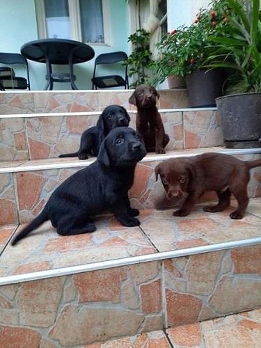Labrador stenci