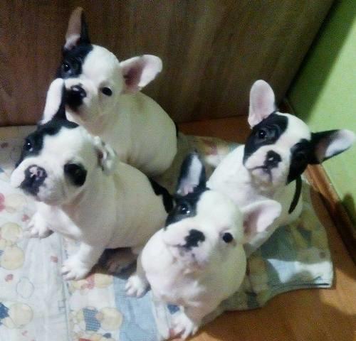 Francuski buldog 
