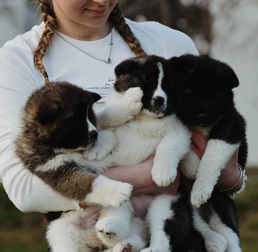 Americka Akita 