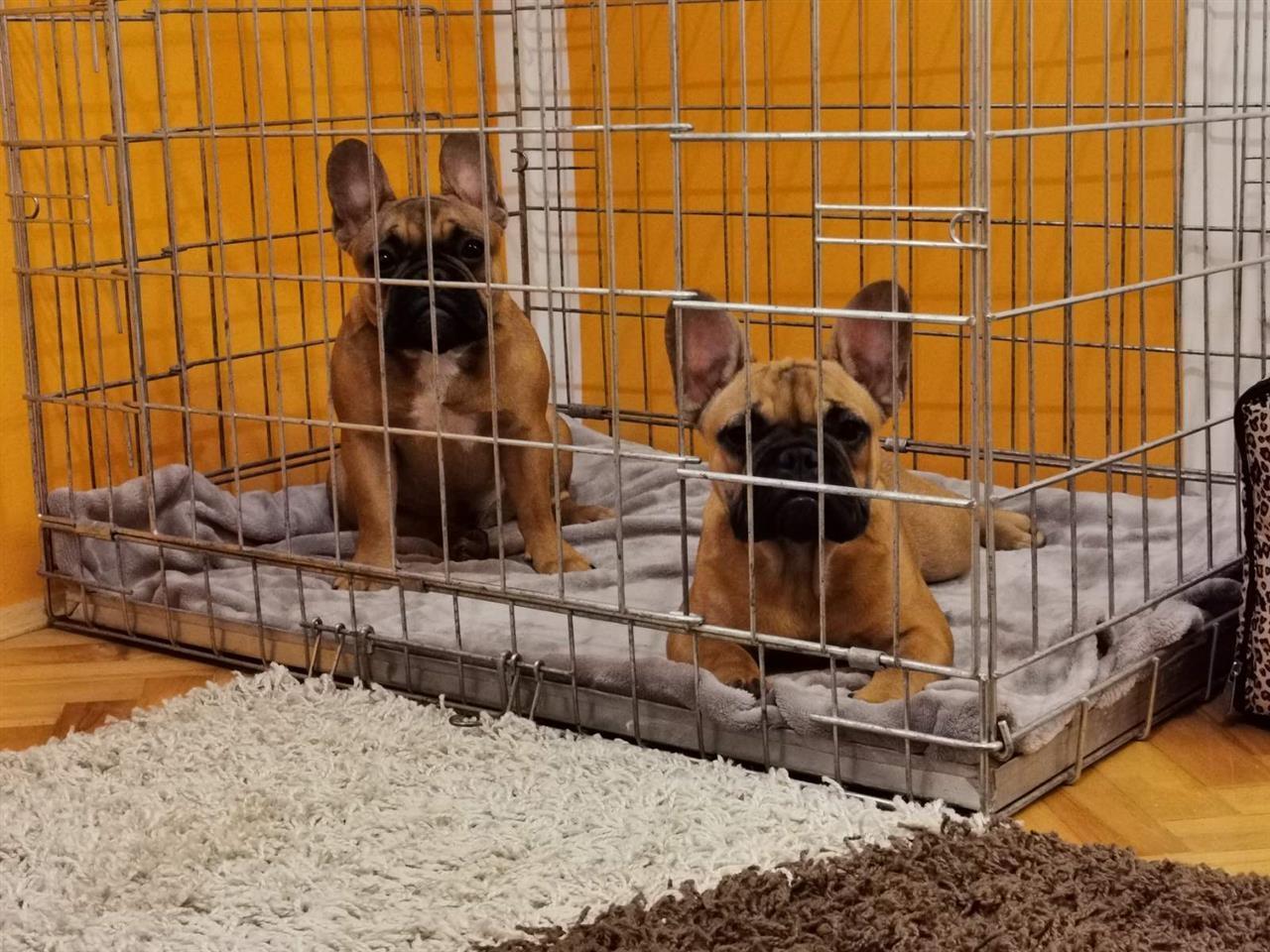 Francuski-buldog-prelepe-ženkice