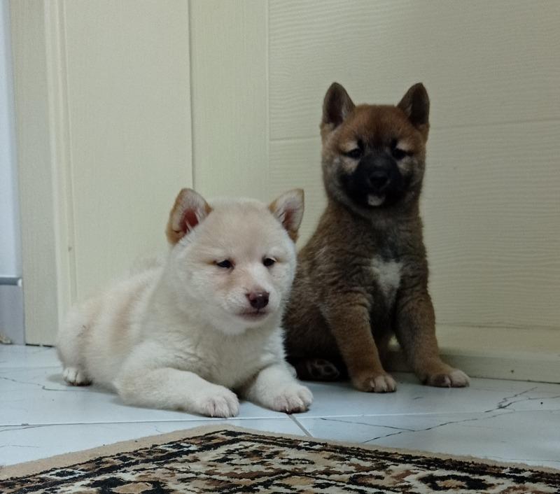 shiba-inu