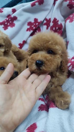 Poodle