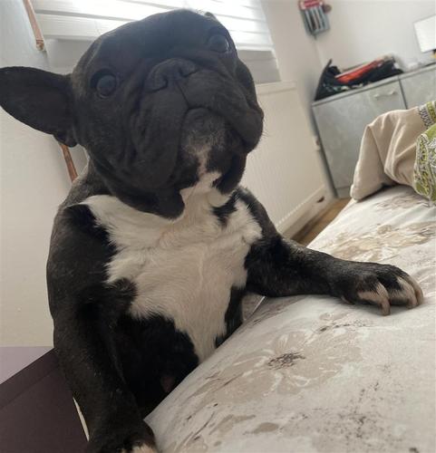Francuski buldog štenci