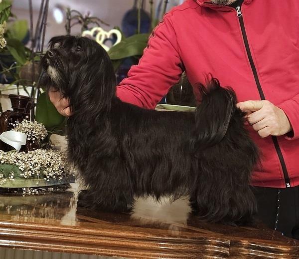 Bichon-Havanese--vrhunski-Havanski-bišoni