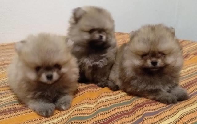 Pomeranac boo 