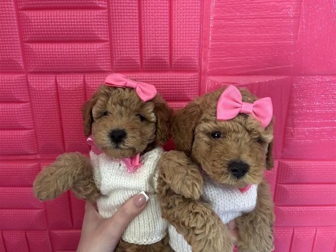 Toy pudle
