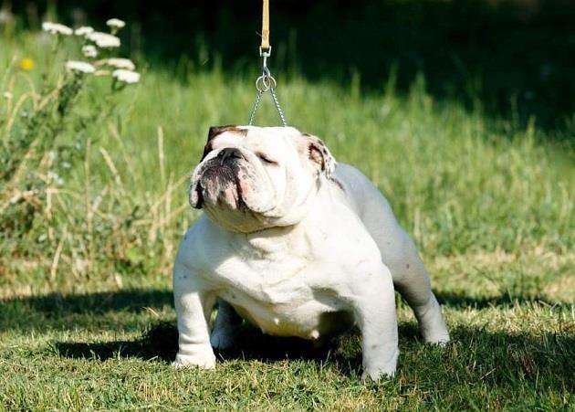 Engleski-buldog-muzjak-i-zenka-mladi-psi
