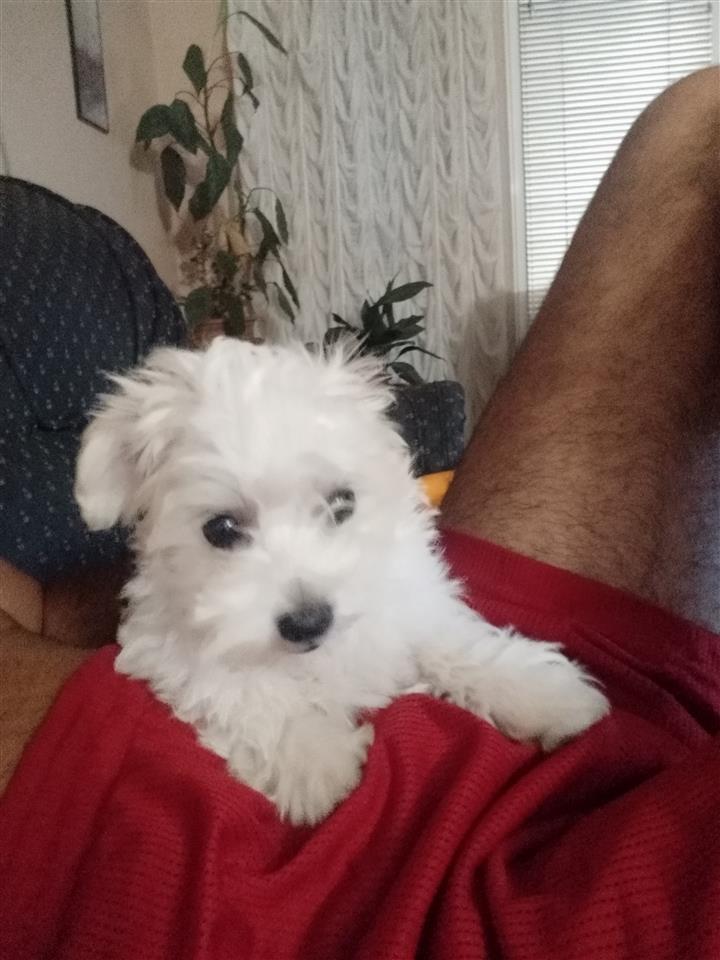 Štene-Mini-Maltezera--ženka