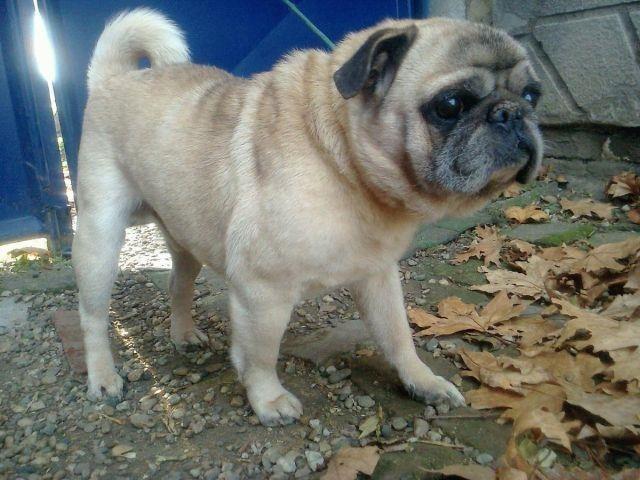 Mops, odrasli priplodni muzijak