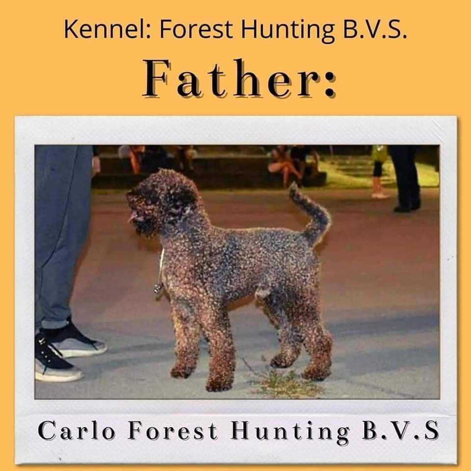 Lagotto-Romagnolo-