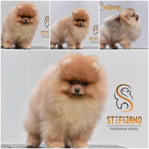Pomeranac, vrhunski štenci 
