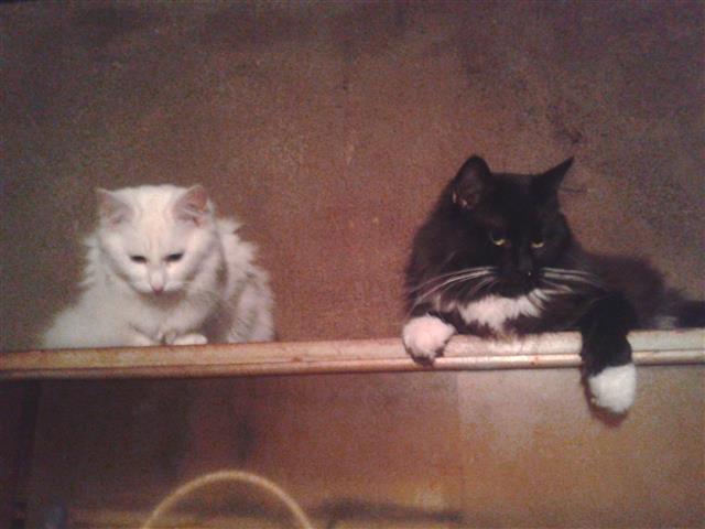 Maine-coon-i-sibirka