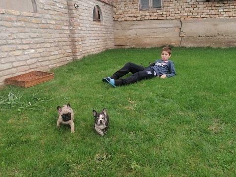 Francuski-buldog-štenci