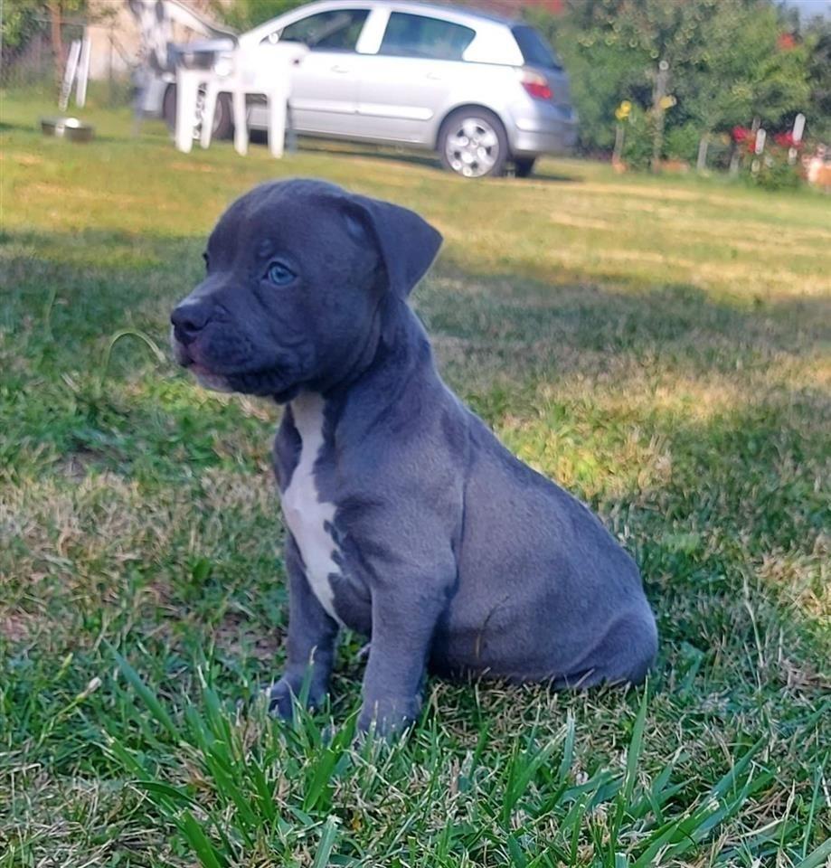 Pit-bull-blue-nose-štenci