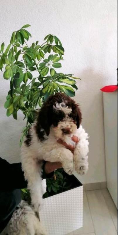 Lagotto-Romagnolo-štenci