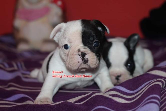 Francuski Buldog