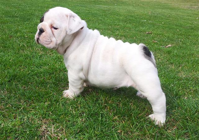 engleski buldog