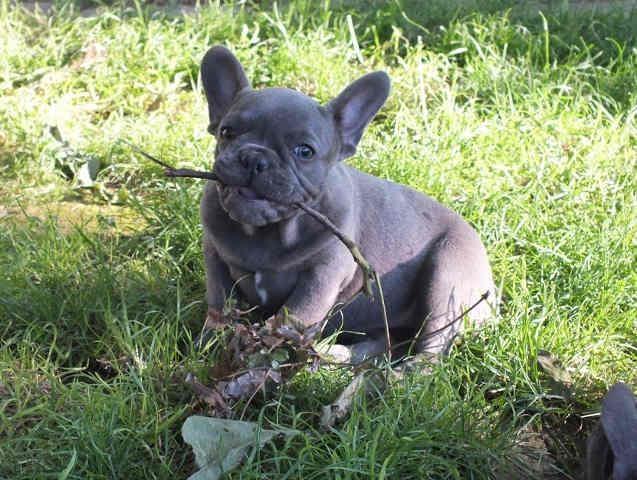 FRANCUSKI BULDOG stenci sive boje