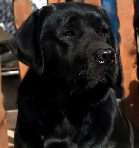 Labrador-retriver--vrhunsko-leglo