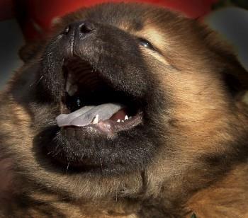 Chow chow cau cau stenad