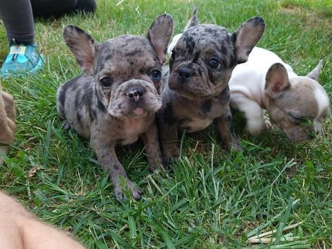 Merle-Francuski-Buldog