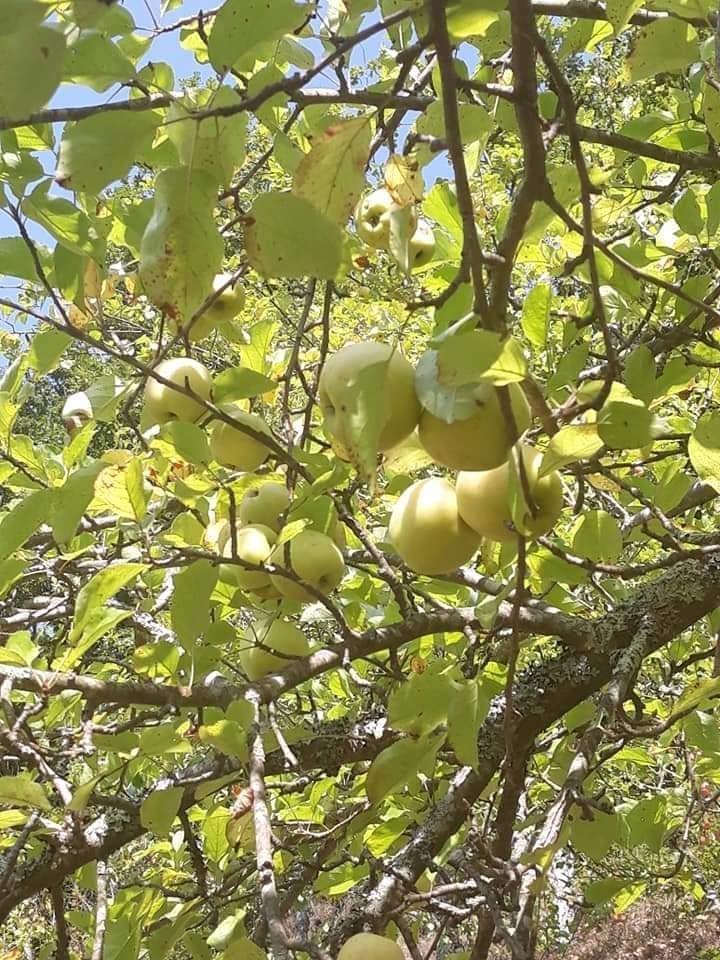 Cijedjeni-sokovi-Sirce-od-cijedjenih-divljih-jabuka