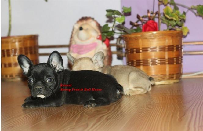 Francuski Buldog