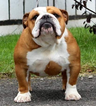 Engleski-buldog