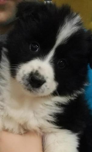Border Collie štenci
