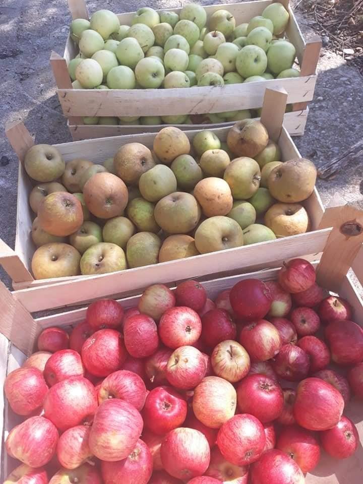 Cijedjeni-sokovi-Sirce-od-cijedjenih-divljih-jabuka