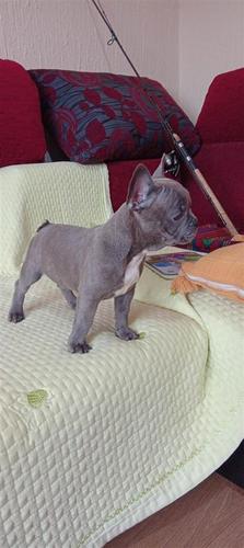 Francuski Buldog EXOTIC