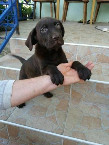 Labrador stenci