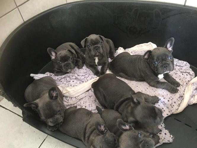 Spremni sada francuski buldog štenadi