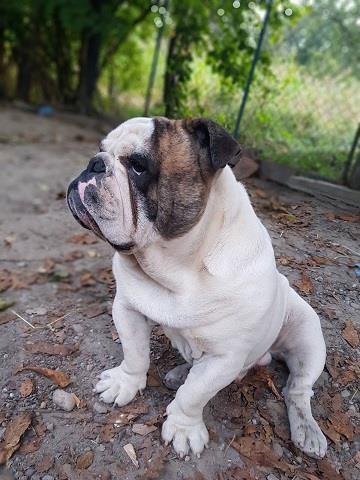  Engleski buldog slobodan za parenje