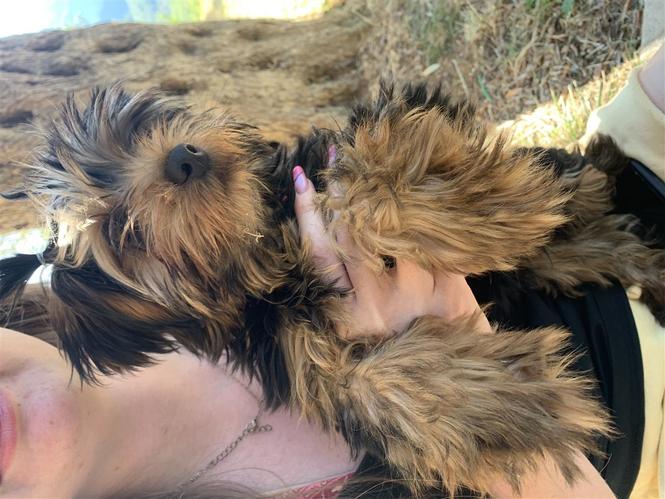 Prodajem psa yorkshire terrier