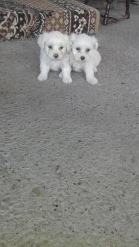 Maltezer i pekinezer