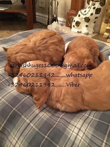 Spremni sada Potpuno testirani čarobni Cockapoo ml